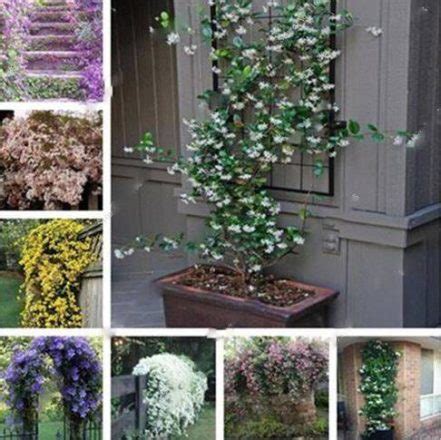 100pcs Arabian Jasmine Exotic Flower Seeds - BestSeedsOnline.com - Free ...