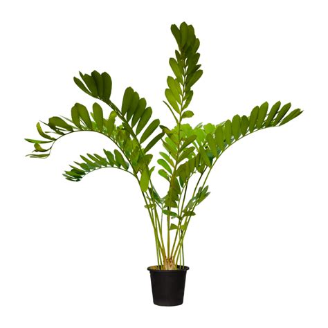 zamia plant alqalamoonnurseries
