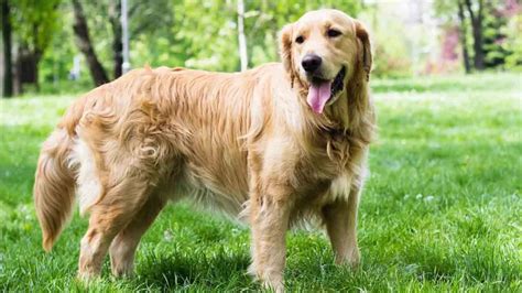 Golden Retriever: La guía completa de esta raza - Mascotas Online