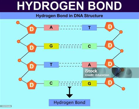 Pontes De Hidrogenio Dna - Vetores de Ligação De Hidrogênio Na Estrutura De Dna Ligação De ...