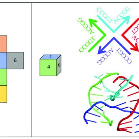 Inverted Repeat Sequences Can Form Different Types Of Double Stranded