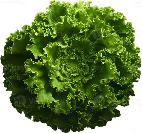 Lettuce Transparent Background 46438329 Png