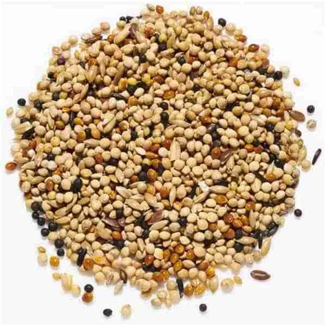 Foreign Finch Seed Mix - Newport Pets