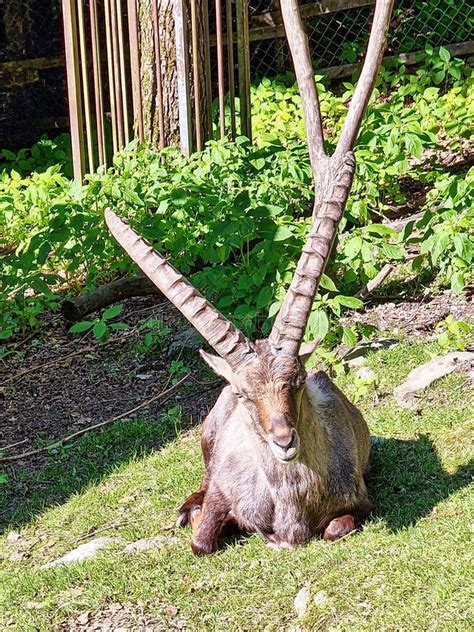 Mountain Goat with Huge Horns Sitting on the Lawn Stock Image - Image ...