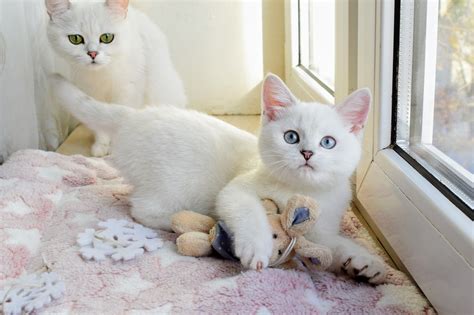 Купить котенка британской серебристой шиншиллы | Snow Miracle cattery ...