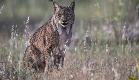 El lince ibérico deja de estar en peligro de extinción