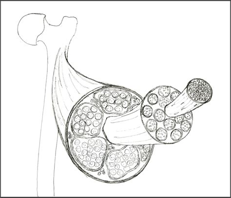 Skeletal Muscle Structure - Amanda Barnaby