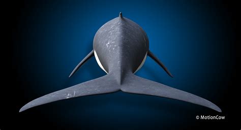 Fin Whale – MotionCow