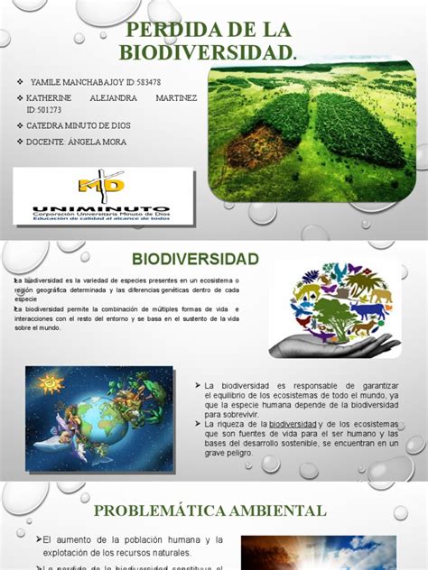 La Pérdida De La Biodiversidad Causas Consecuencias Y Soluciones