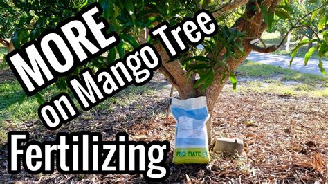 More On Mango Tree Fertilizing When To Fertilize Youtube