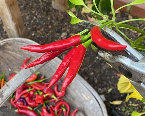 Chilli Pepper Tabasco Queen Of Seed