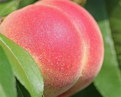 Fisting Assplay E Outras Formas De Estimula O Anal