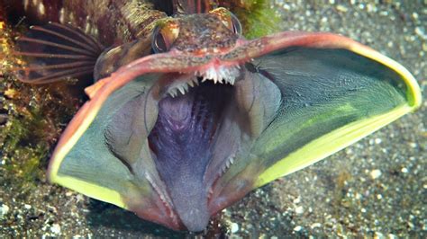10 Of The Most Amazing Sea Creatures Ever Discovered Youtube