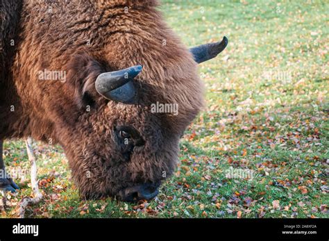 A European Bison Bison Bonasus Grazing On The Parklands At The