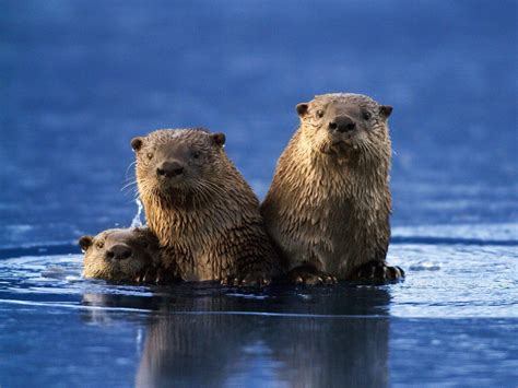 Otter Wallpapers - Wallpaper Cave