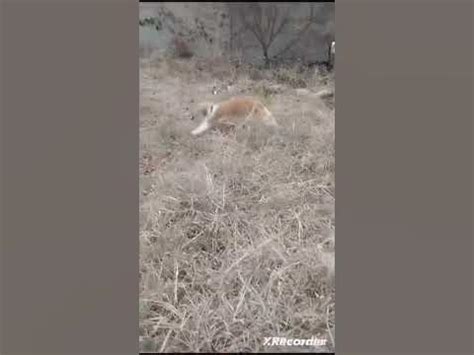 прыгающий кот - YouTube