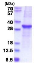 Recombinant Human Socs Protein Denatured Ab