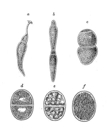 antique biology zoology image gregarines stylorhynchus oligacanthus