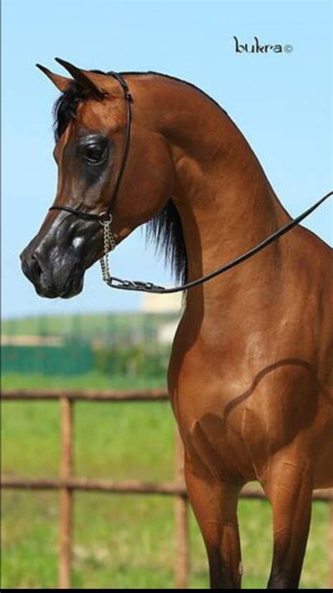 Arabian horse - Horse breed | Beautiful arabian horses, Beautiful ...