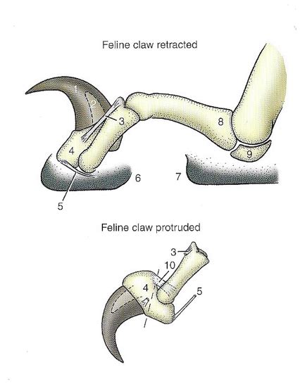 feline claw diagram quizlet