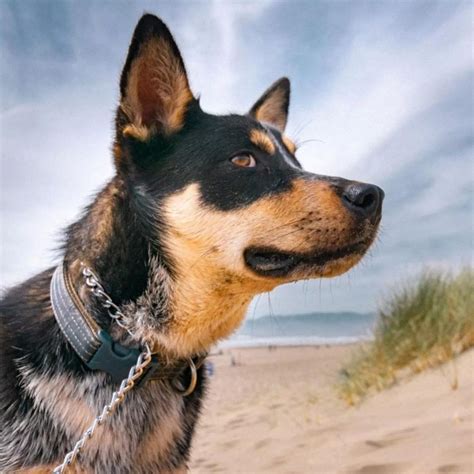 Is The German Shepherd Chihuahua Mix Even A Real Dog Breed