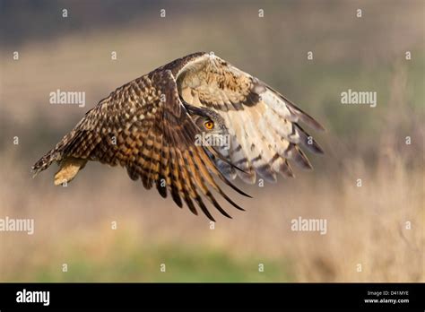 Europäische uhu -Fotos und -Bildmaterial in hoher Auflösung – Alamy