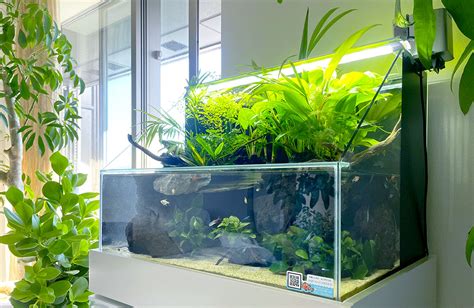 植物と熱帯魚を楽しめる！アクアテラリウム水槽のレンタル事例｜東京アクアガーデン