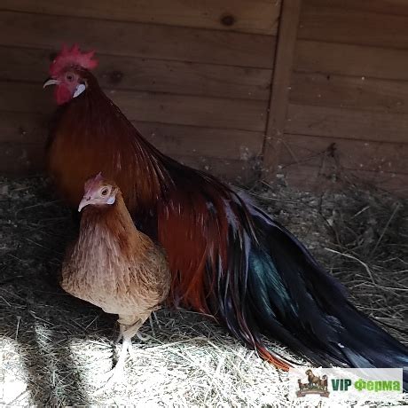 Петух Феникс 6 мес - купить недорого в магазине в Москве