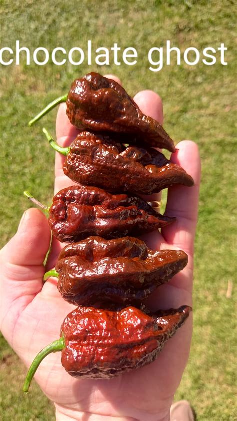 Chocolate Bhut Jolokia. | Bay Chillis