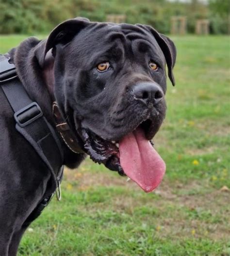 Cane Corso Harness Finding The Perfect Harness For Your Big Dog