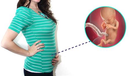 Weeks Pregnant Guide Baby Development Precaution And Symptoms