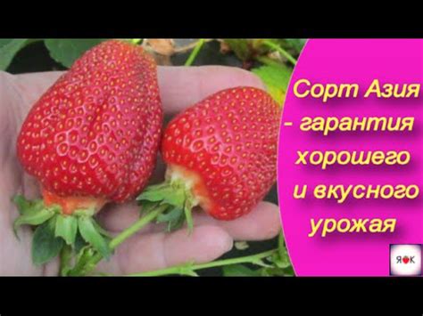 Сорт клубники Азия - гарантия хорошего и вкусного урожая - YouTube