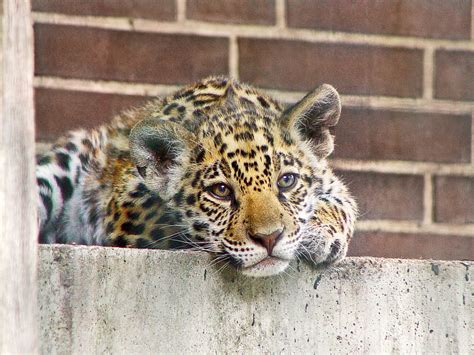 Jaguar Cub Cute Jaguar Cub Of The Zoo Of Berlin Looking At Flickr