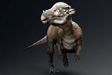 Dinosaurer Pachycephalosaurus Pachycephalosaurus