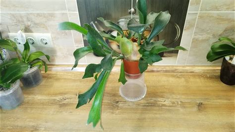 Мой папоротник Платицериум или Оленьи рога. 🌱🌱🌱 - YouTube