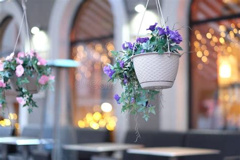 Cespugli Dei Fiori In Canestri Dattaccatura Fotografia Stock
