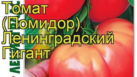 Томат Ленинградский Гигант. Краткий обзор, описание solanum ...