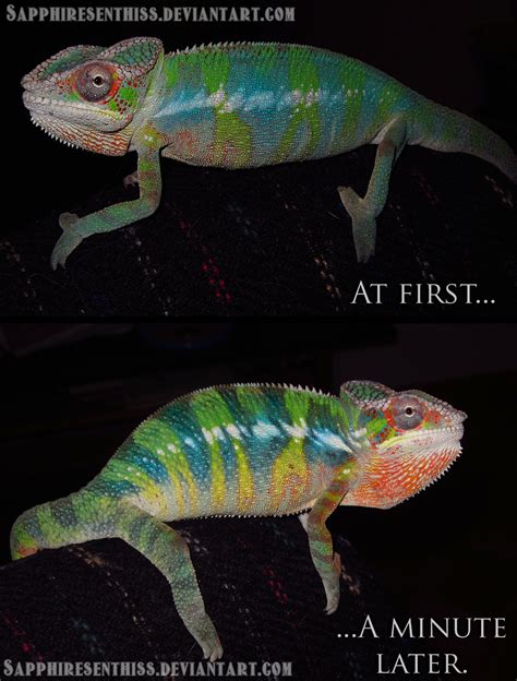 Chameleon Color Change by Sapphiresenthiss on DeviantArt