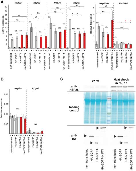 Transfection And Heat Stress Response Of Heat Shock Proteins In S2