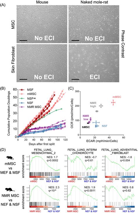 Aging Biology Characterization Of Naked Mole Rat Mesenchymal Stromal Cells Comparison With