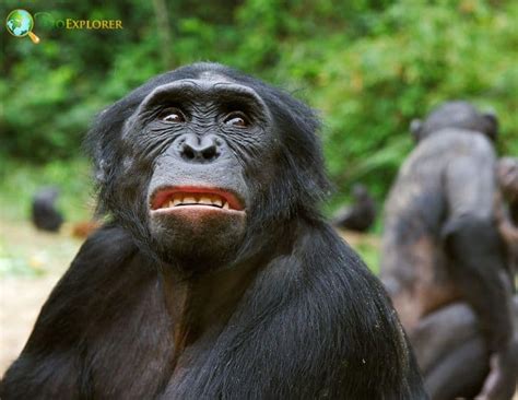 Bonobo Characteristics Pan Paniscus Diet And Facts Bioexplorer