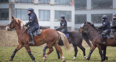 Nietypowi pracownicy policji 12 koni służbowych wzięło udział w atestacji