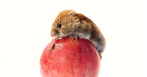 Как избавиться от мышей? — Ботаничка