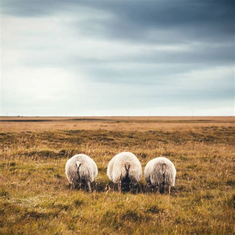 1400 Icelandic Sheep Stock Photos Pictures And Royalty Free Images