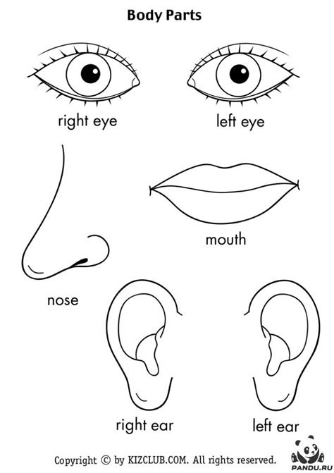 Части тела картинки для детей раскраска - Фото подборки