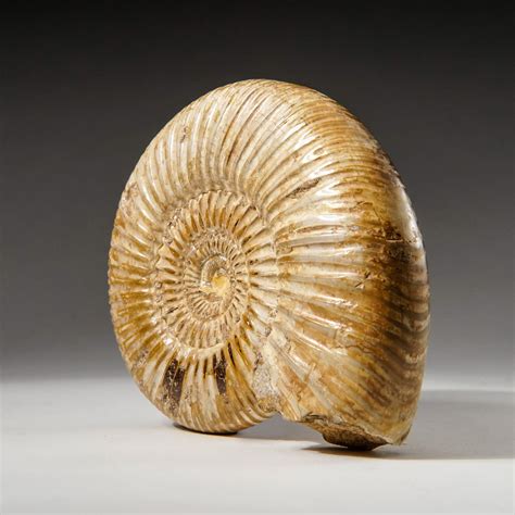 Genuine Natural Ammonite Fossil Large Astro Gallery Touch Of Modern