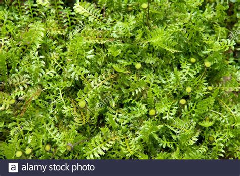 Котула (99 фото) » НА ДАЧЕ ФОТО