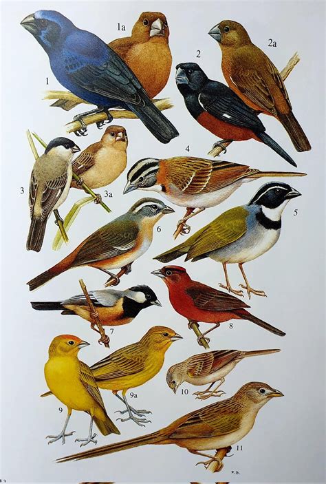 Gabriel N U On Twitter Yes Field Guide Type Illustrations Are One