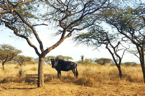 Images Of Tala Game Reserve Malaria Free Nature Reserves