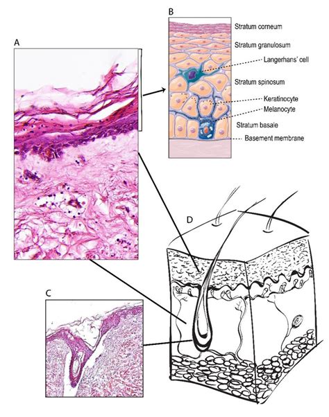 A Haematoxylin And Eosin Hande Staining Of Human Skin With